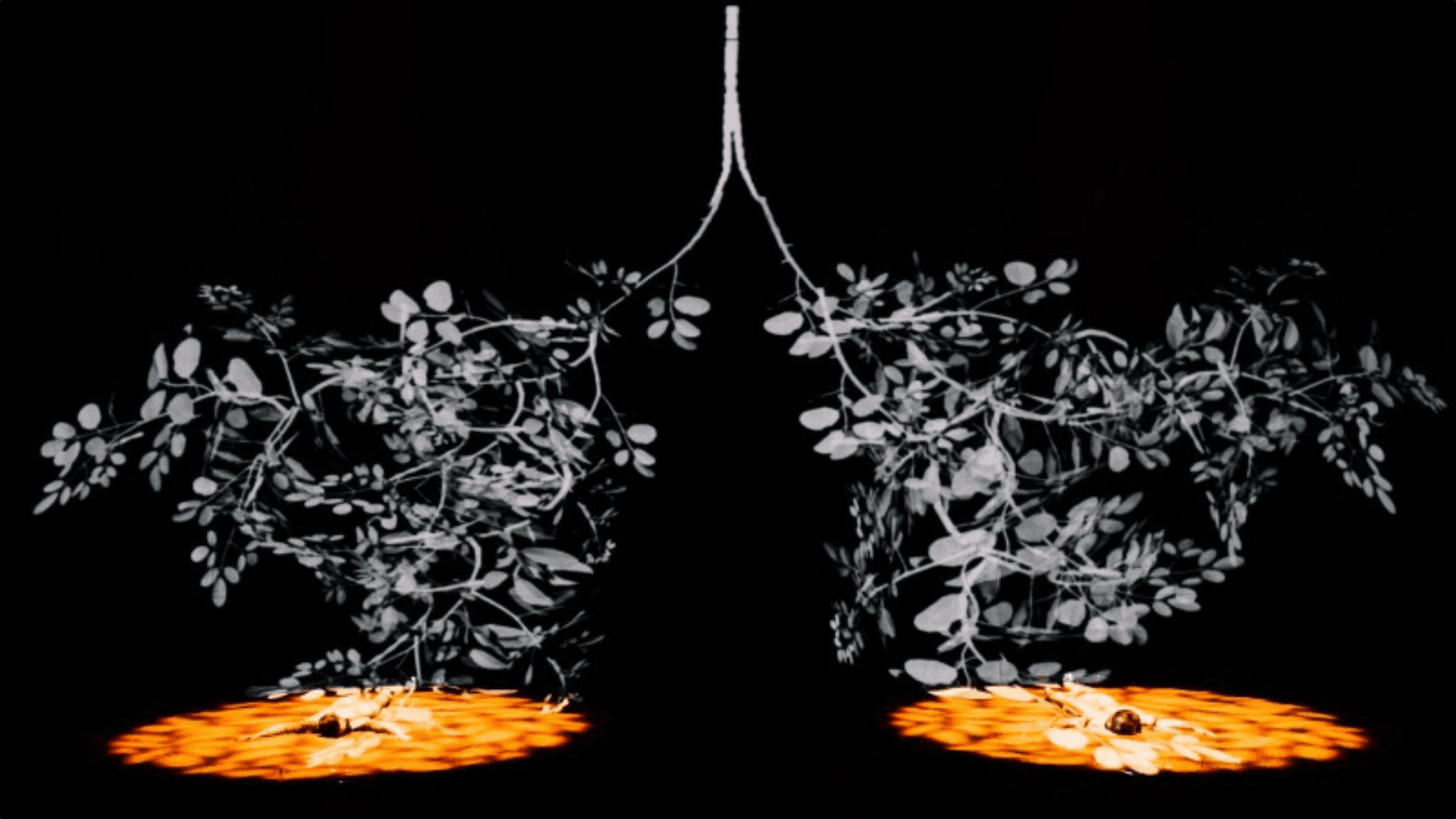 Branches art installation